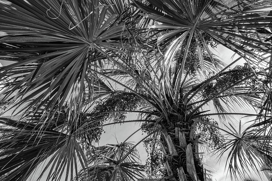 Fan Palms Photograph by Shirley Mitchell