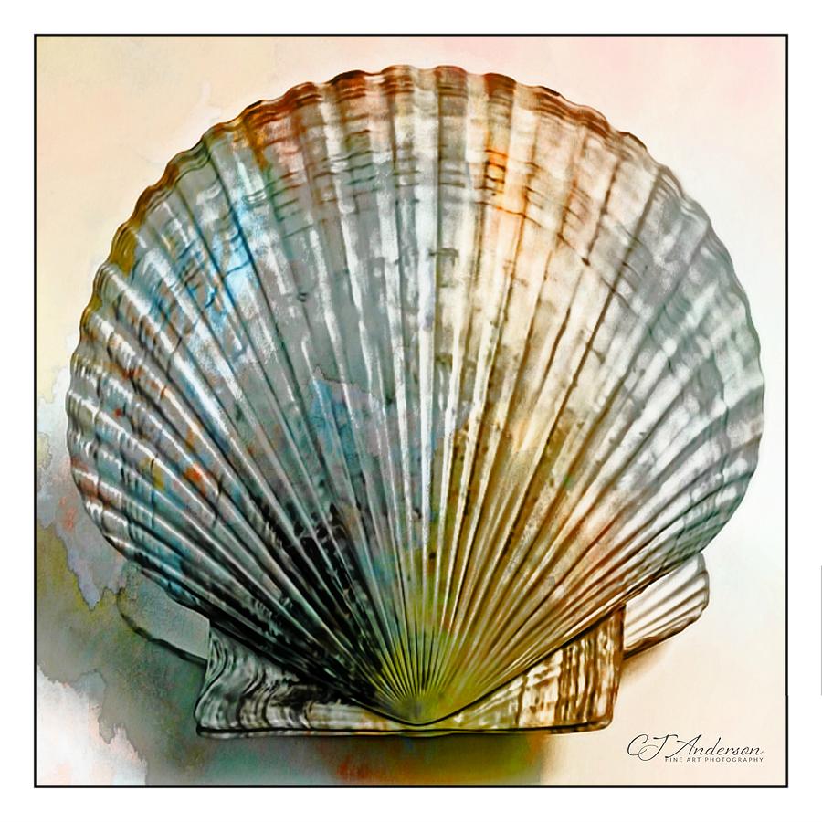 Fan Shell Blue Overlay Photograph