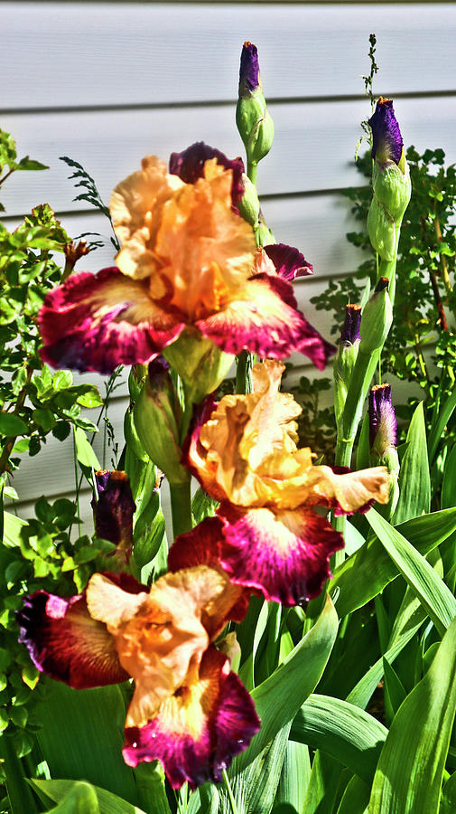Fancy Bearded Iris 2  2021 Photograph by Joyce Dickens