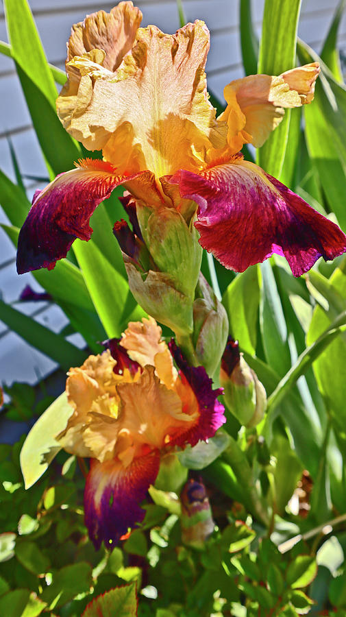 Fancy Bearded Iris 2 Photograph by Joyce Dickens