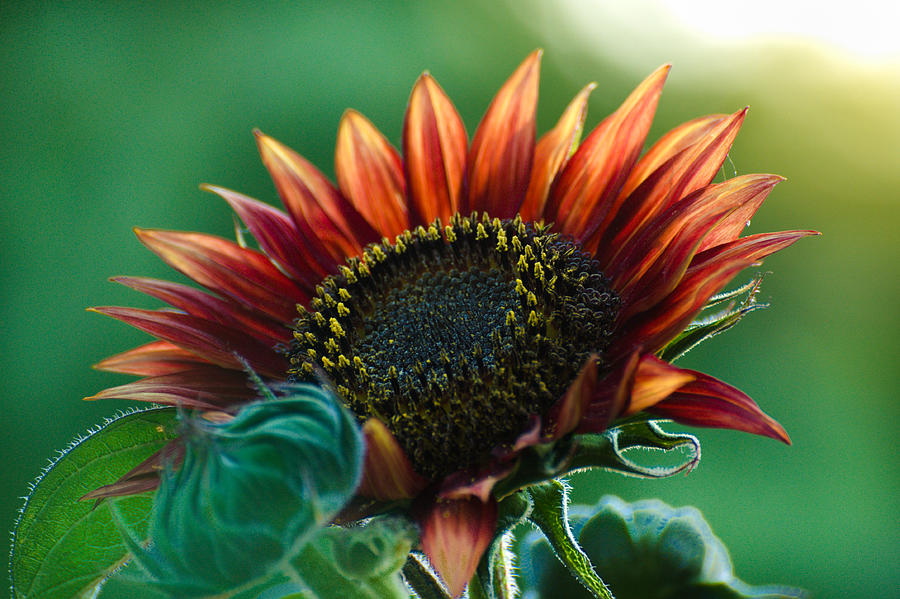 Fancy burgundy sunflower in afternoon sun Photograph by Barbara Rich