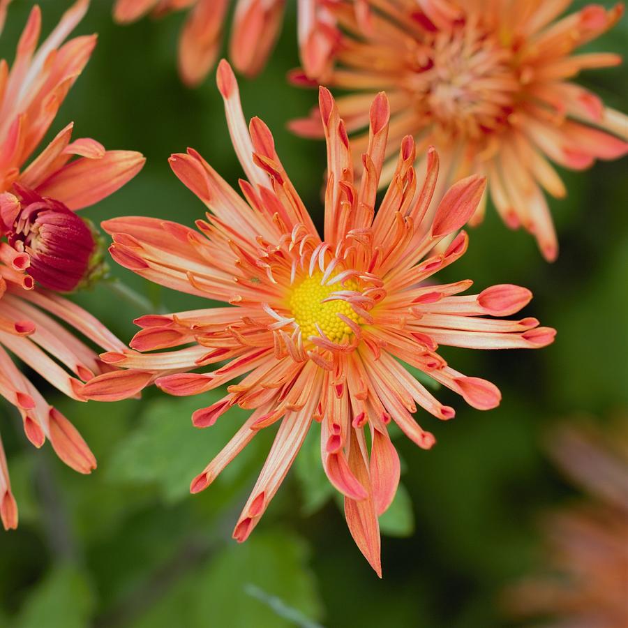 Fancy Chrysanthemum Photograph by Joseph Skompski