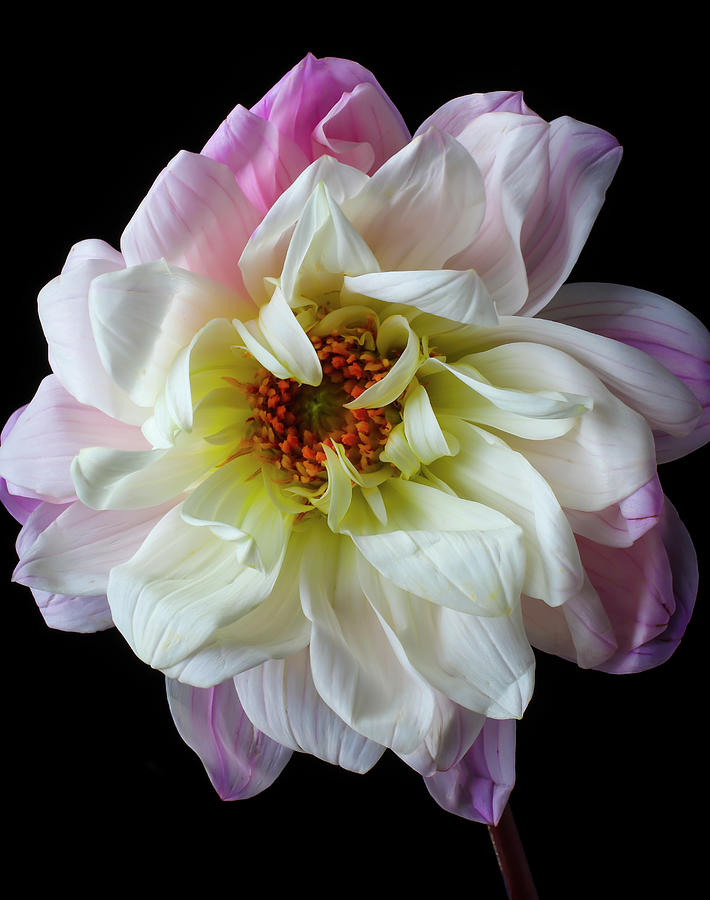 Flower Photograph - Fancy Dahlia by Garry Gay