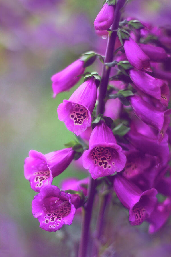 Flower Photograph - Fancy Foxglove by Jessica Jenney