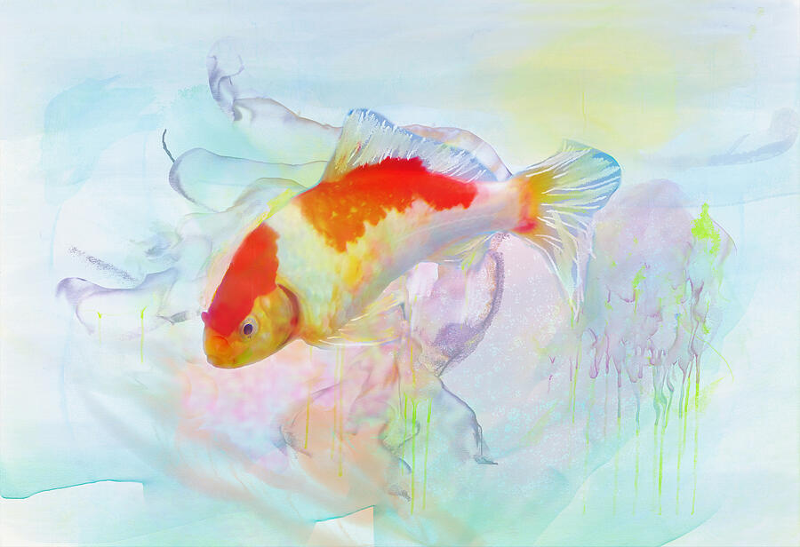Fancy Goldfish Digital Art by Sue Capuano Fancy Goldfish Digital Art by Sue Capuano