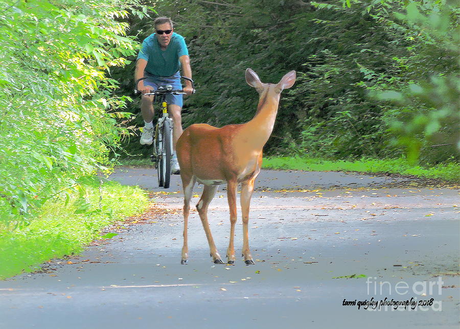 Deer Photograph - Fancy Meeting You Here by Tami Quigley Deer Photograph - Fancy Meeting You Here by Tami Quigley