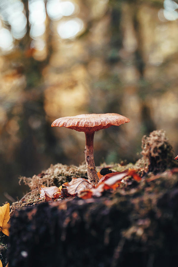 Fancy mushroom Photograph by Matthijs Kalkman - Fine Art America