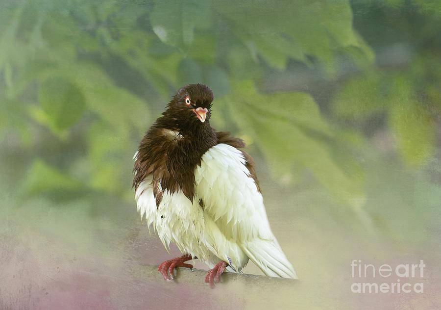 Pigeon Photograph - Fancy Pigeon by Eva Lechner