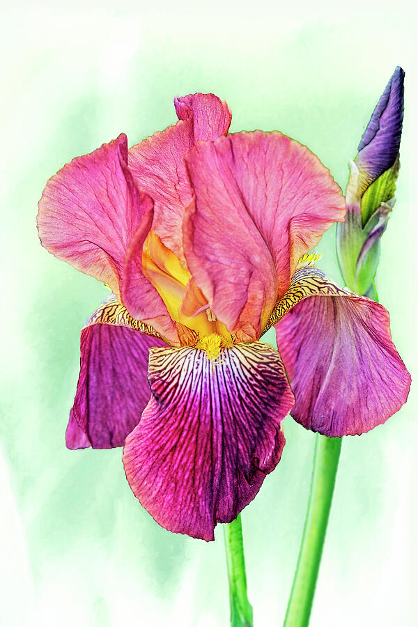Fancy Plicato Irises  Photograph by Marcia Colelli