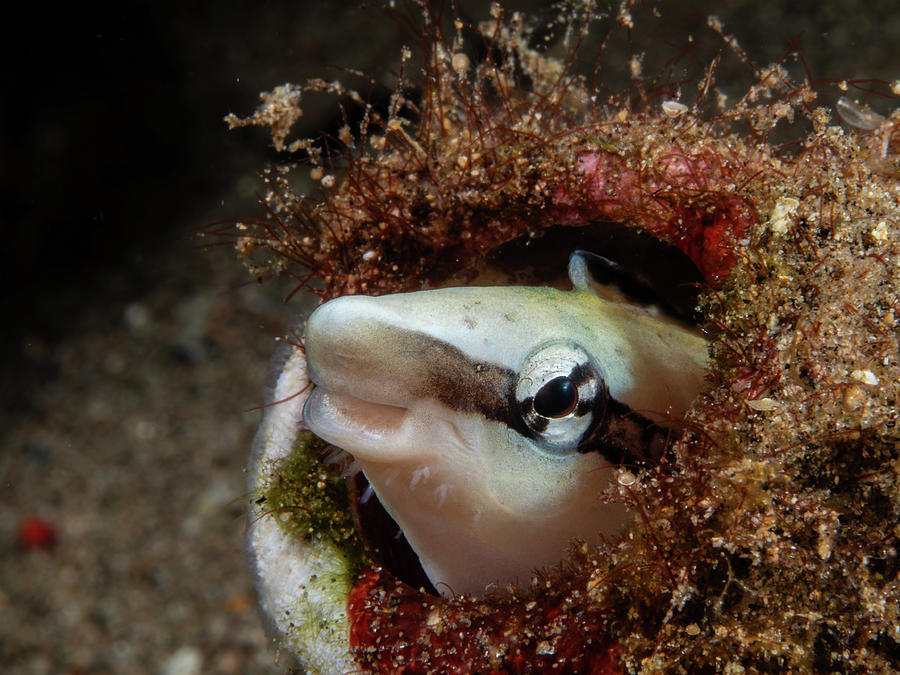 Fang Blenny Photograph by Brian Weber