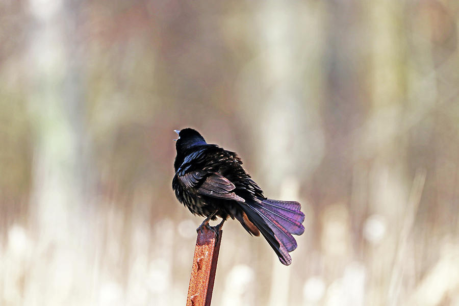 Fanning The Tail Feathers Photograph