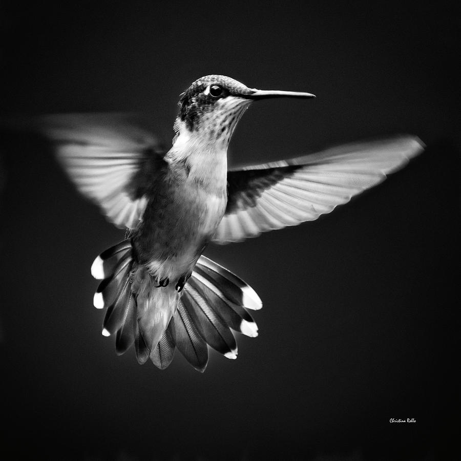 Hummingbird Photograph - Fantail Hummingbird by Christina Rollo