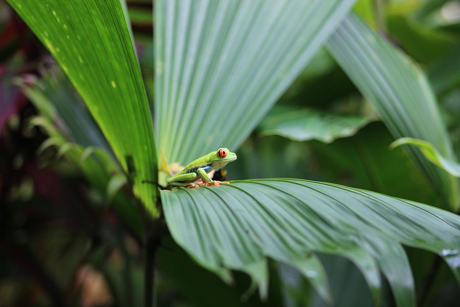 Fantastic Frog Photograph By Marie Sides Fine Art America