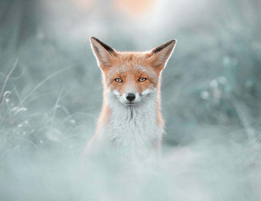 Animal Photograph - Fantastic Mr. Fox - HypnotEyes by Roeselien Raimond