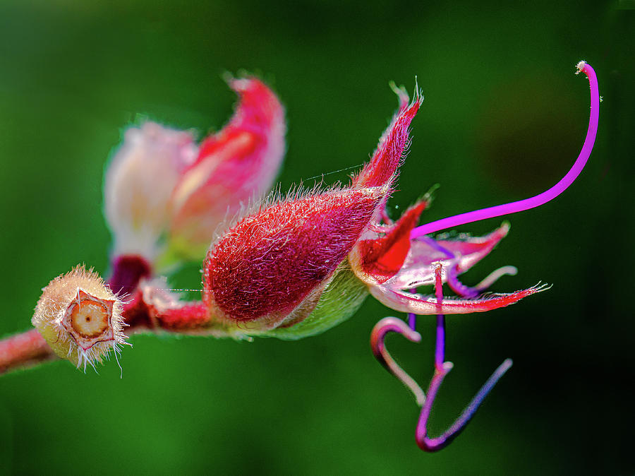 Fantasy Flower or Flight? Photograph by Jim Moore