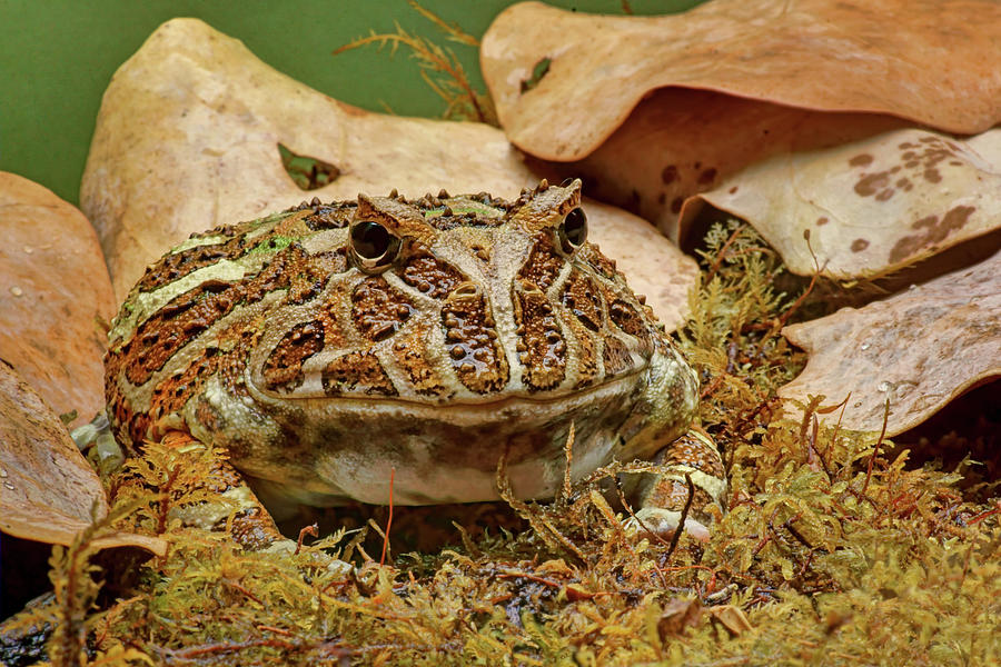 Fantasy - Horned Frog Photograph by Nikolyn McDonald