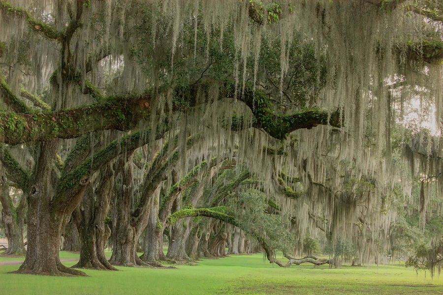 Fantasy of Trees, South Carolina Low Country Photograph by Marcy Wielfaert