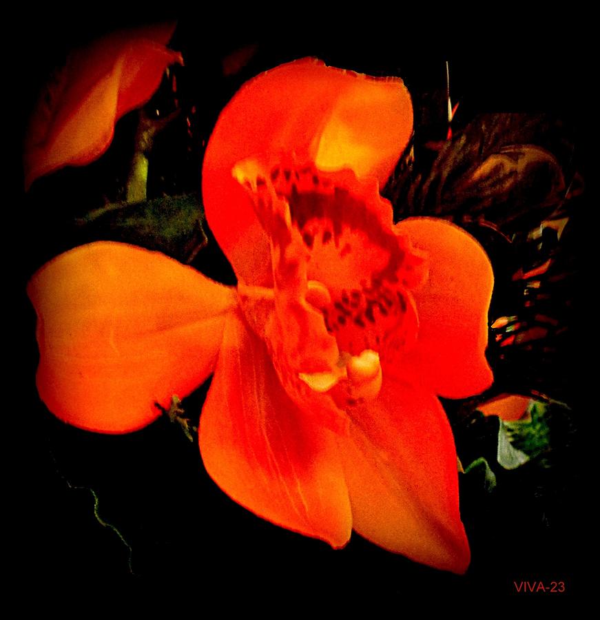 Fantasy  Orange  Orchid  Aglow Photograph by VIVA Anderson