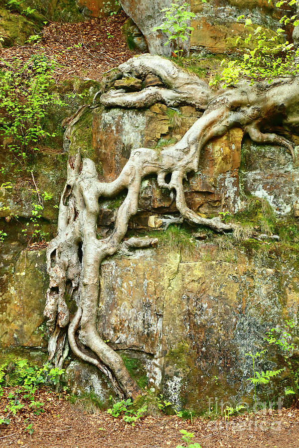 Fantasy Roots and Sandstone Rock Outcrop Photograph by James Brunker