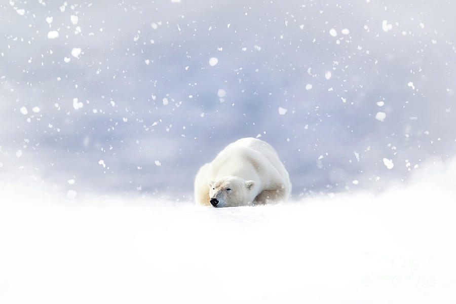 Fantasy scene of a polar bear resting in the snow Photograph by Jane Rix