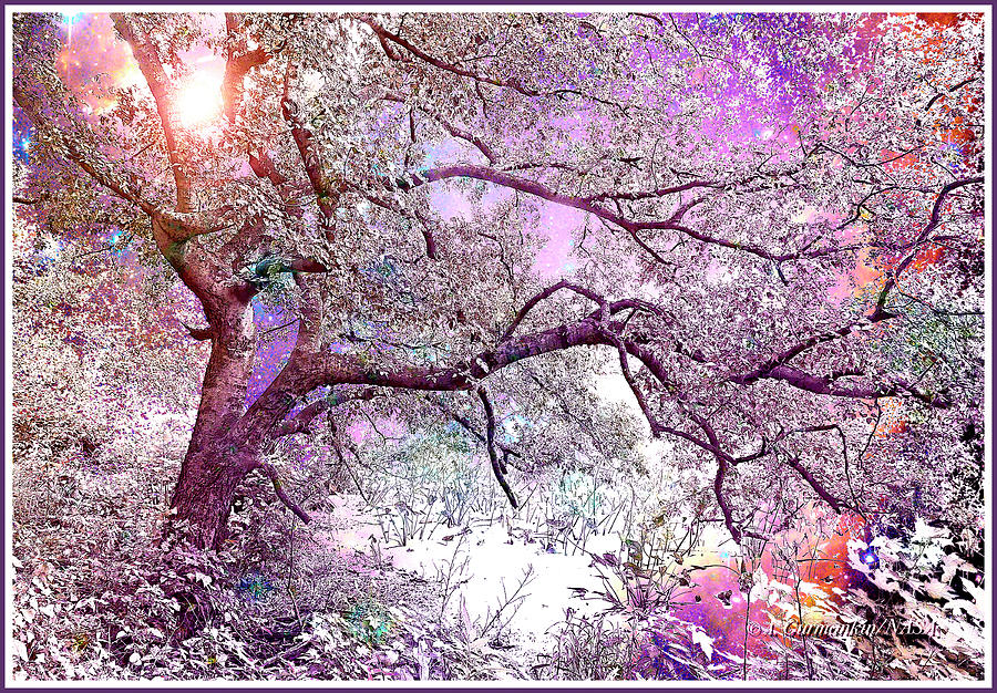 Fantasy Starry Night, Ancient Tree , Heinz Nature Preserve, Phil Digital Art by A Macarthur Gurmankin