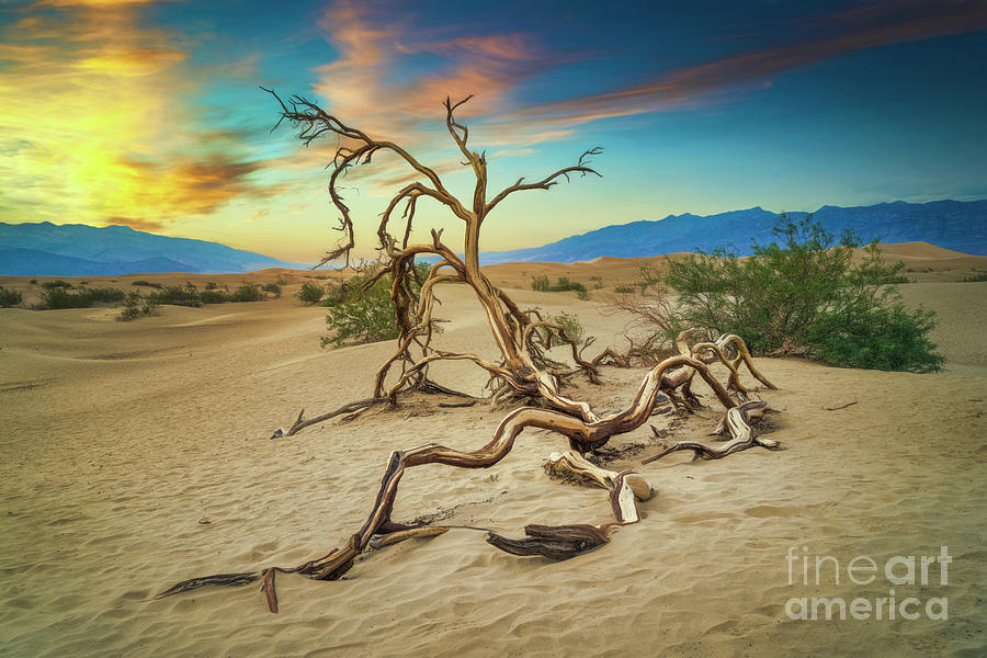 Fantasy Tree by Hugh Walker Fantasy Tree by Hugh Walker