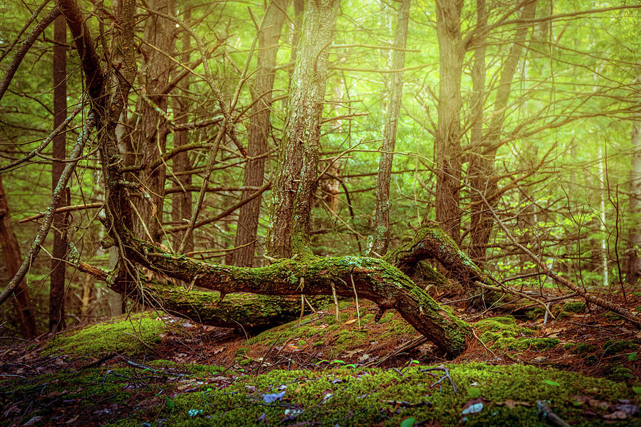 Fantasy woods 1 Photograph by Lilia D