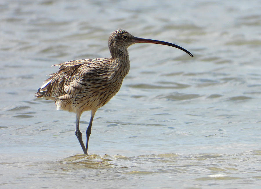 Far Eastern Curlew Photograph
