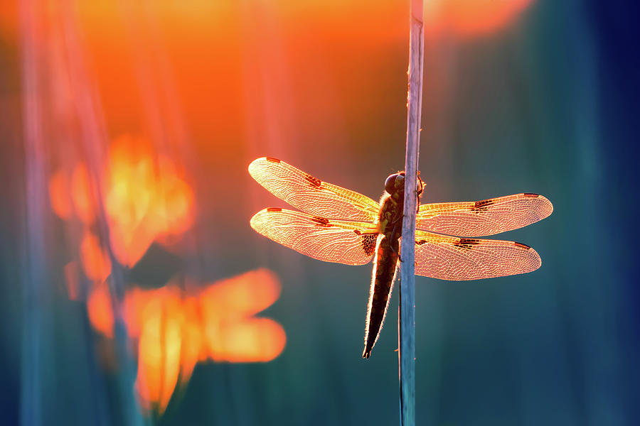 Sunset Photograph - Dragonfire Fairy Magic by Roeselien Raimond