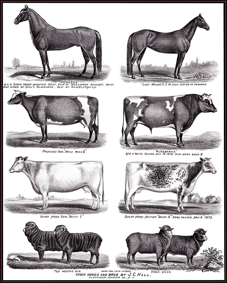 Farm Animals from an 1876 illustration.  Photograph by Phil Cardamone