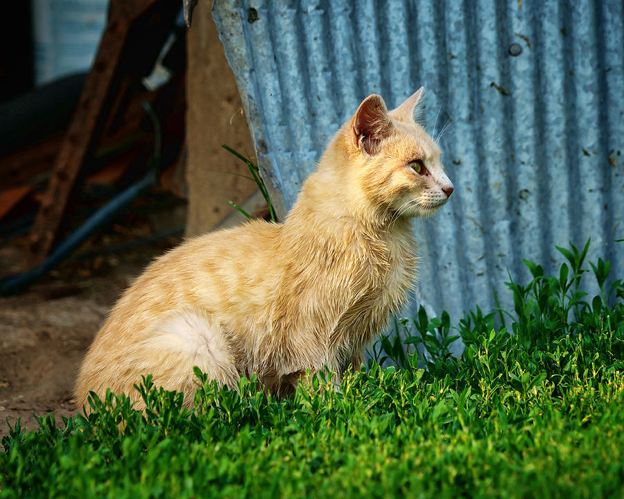 Farm Cat Profile Photograph by Nikolyn McDonald