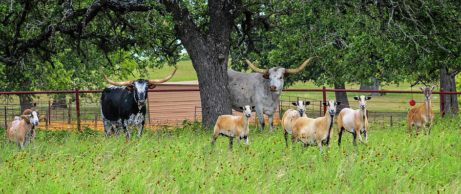 Farm Family Panorama Photograph by Lynn Bauer