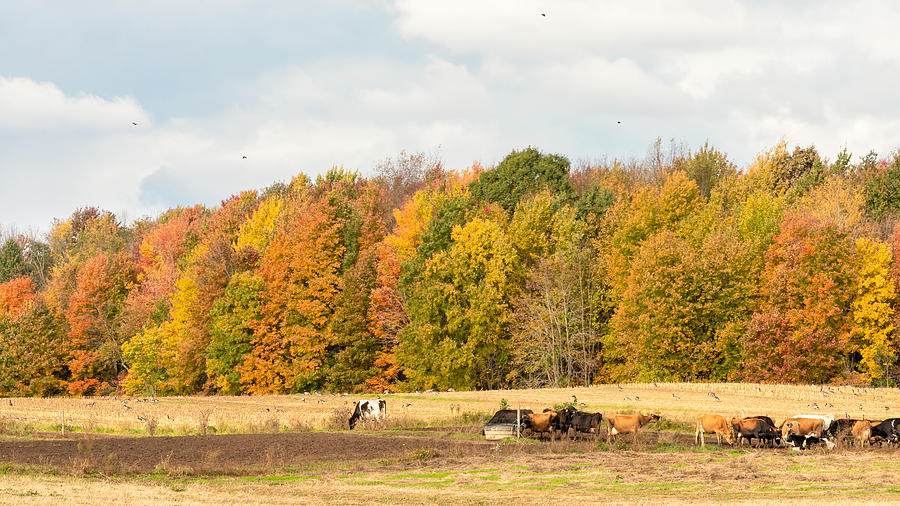 Farm Field Autumn Photograph by Rod Best