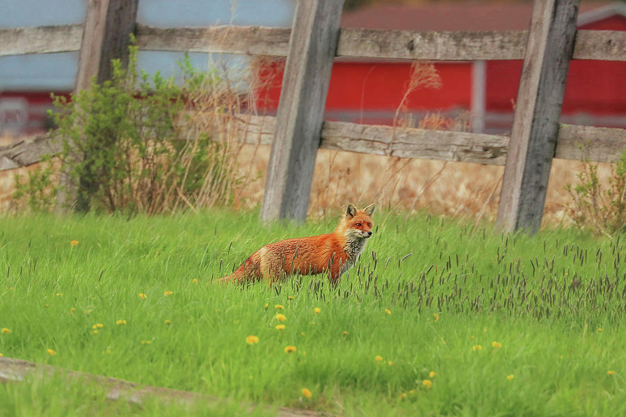 Farm Fox Photograph by Carrie Ann Grippo-Pike