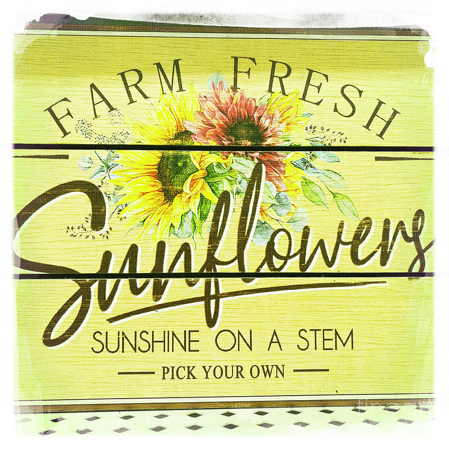 Farm Fresh Sunflowers Photograph by Nina Prommer