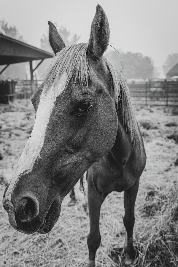 Farm Horse Photograph by Brian Anderson Farm Horse Photograph by Brian Anderson