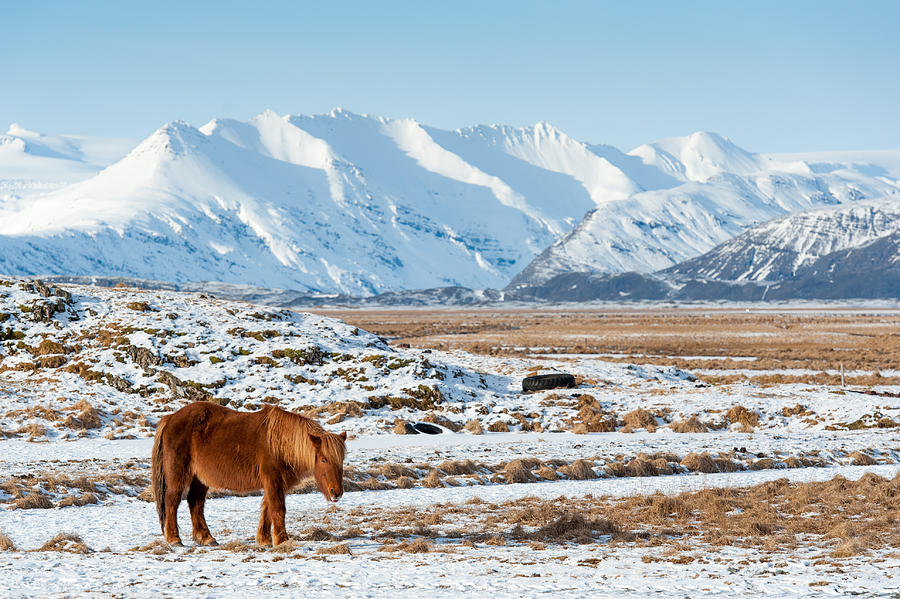 Farm horse in Iceland Photograph by Ekkachai Pholrojpanya
