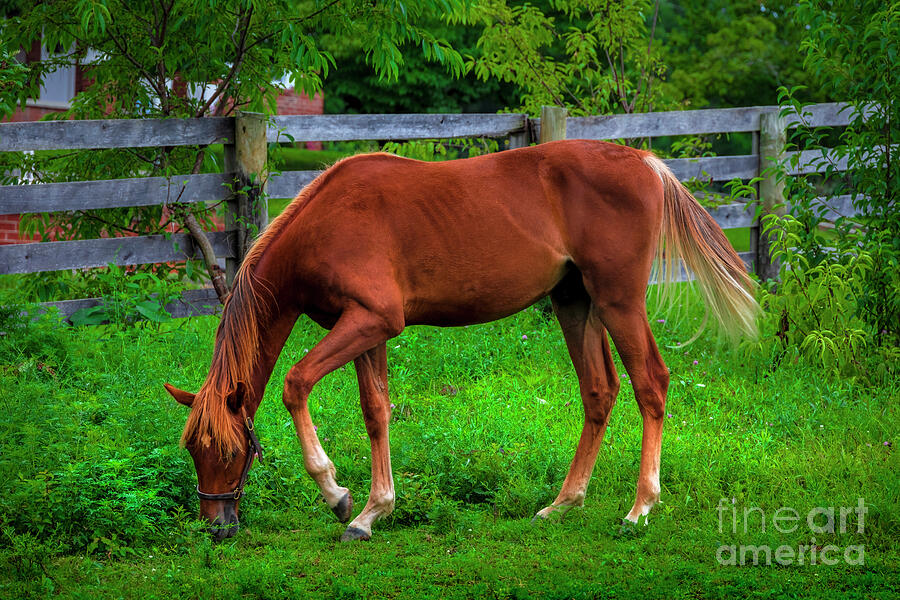 Farm horse in Northeast Tennessee Photograph by Shelia Hunt