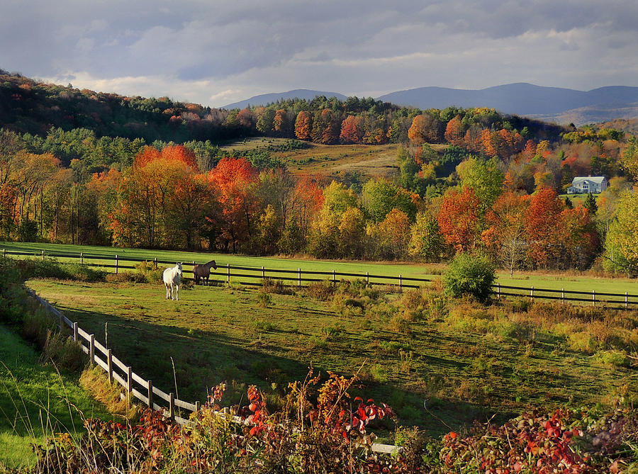 Farm Horses in Autumn at Dusk Photograph by Nancy Griswold