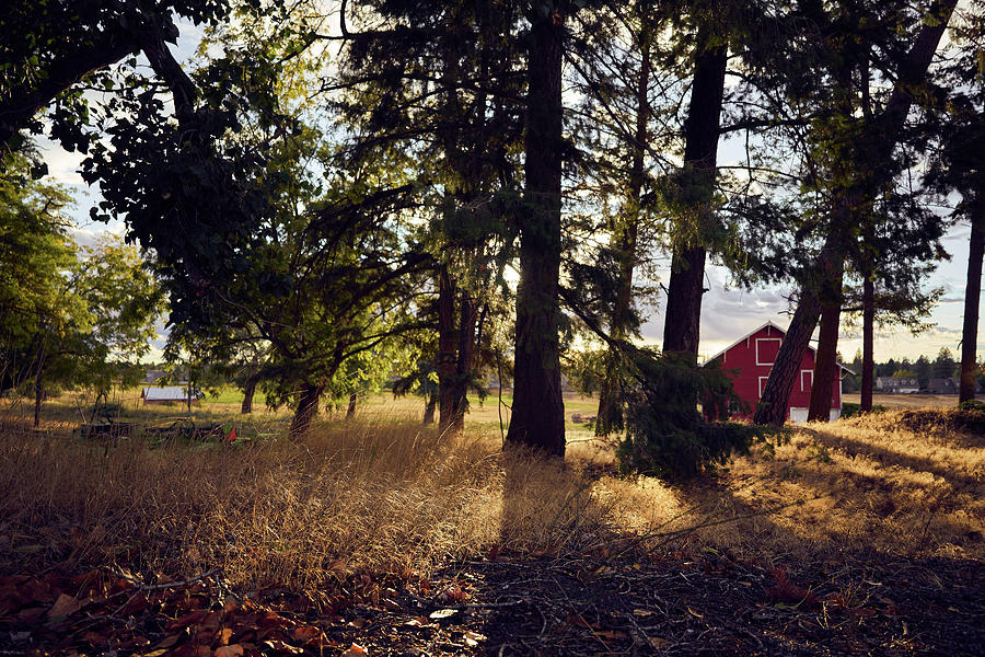 Farm house in the woods Photograph by Vantage Studio - Fine Art America