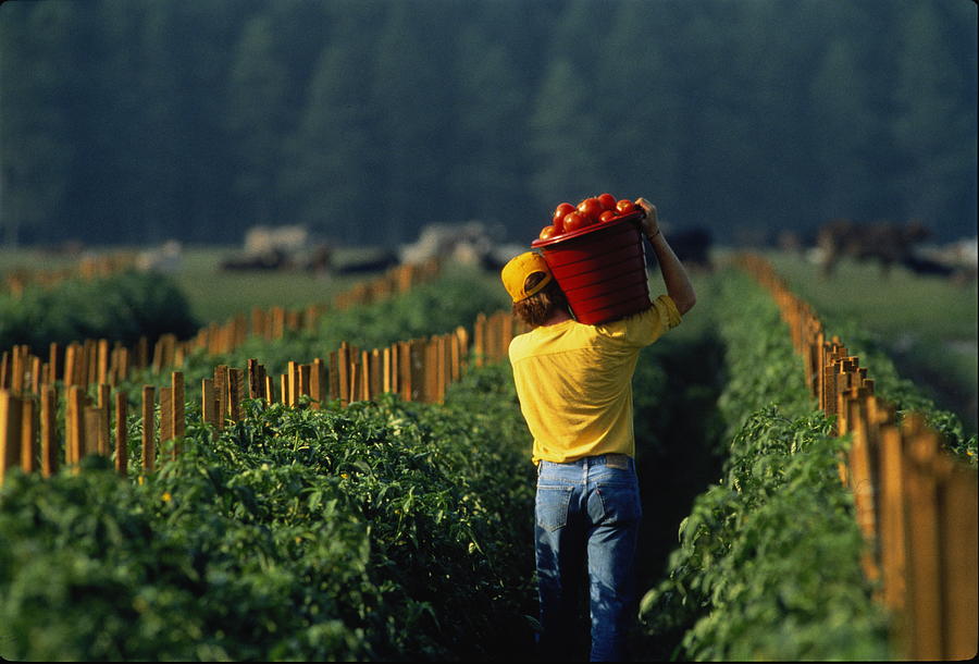 Farm labourer carrying bucket of tomatoes on shoulder, rear view Photograph by Wayne Eastep
