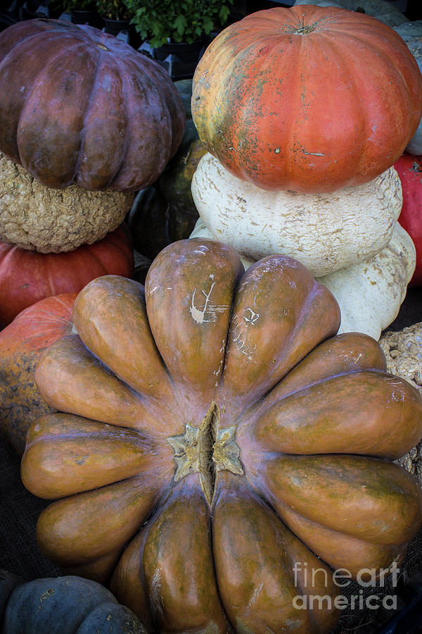Fall Photograph - Farm Market Pumpkins by Colleen Kammerer