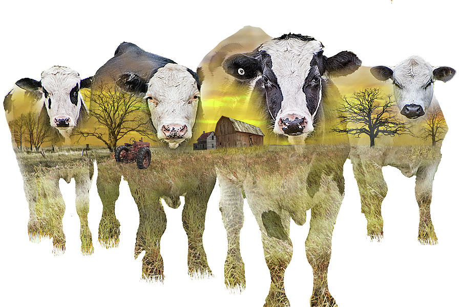 Farm Memories with Transparent Cattle in Rural Landscape with Ba Photograph by Randall Nyhof
