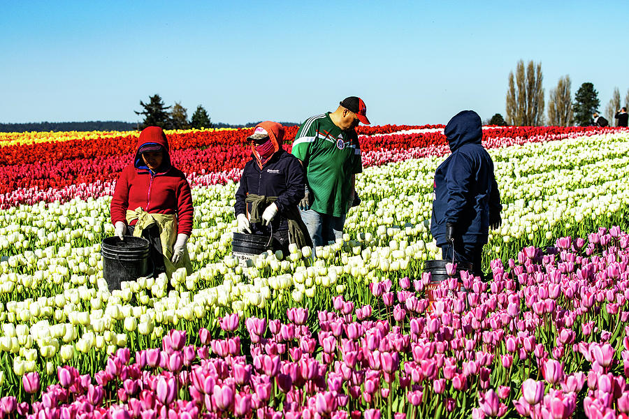 Farm Workers in Tulips Photograph by Tom Cochran