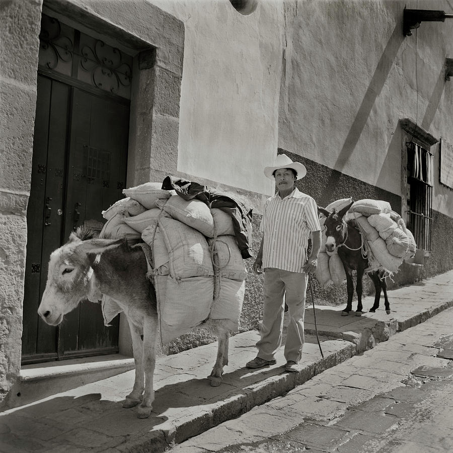 Farmer And Burros, San Miguel De Allende, Mexico 2005 Photograph