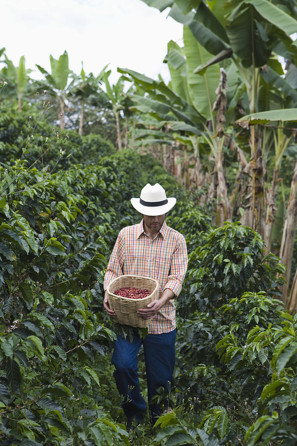Farmer carrying coffee berries on plantation , Colombia Photograph by Jupiterimages