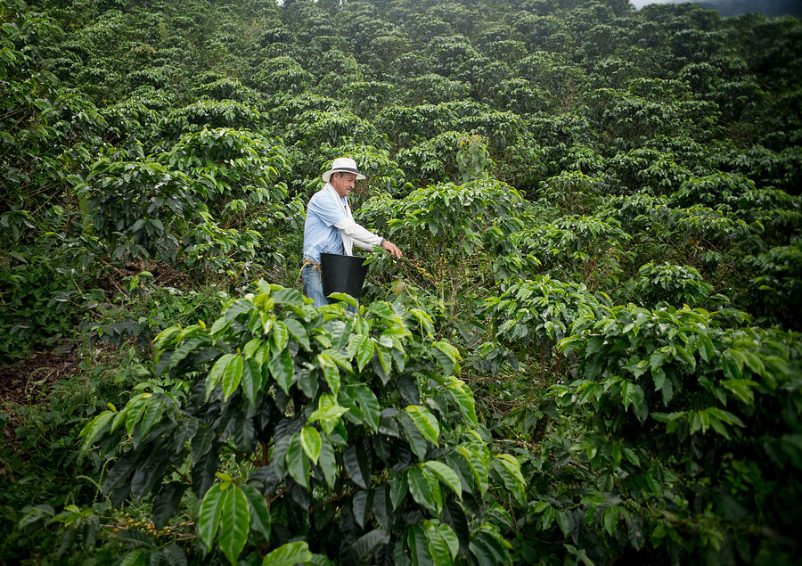 Farmer collecting coffee Photograph by Andresr