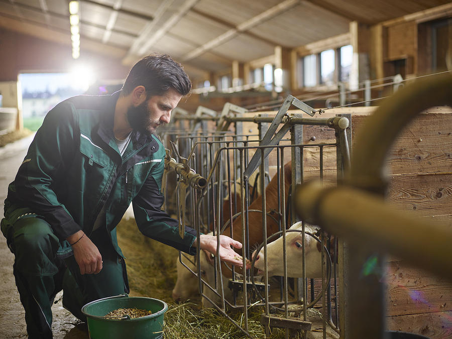 Farmer feeding calf in stable on a farm Photograph by Westend61