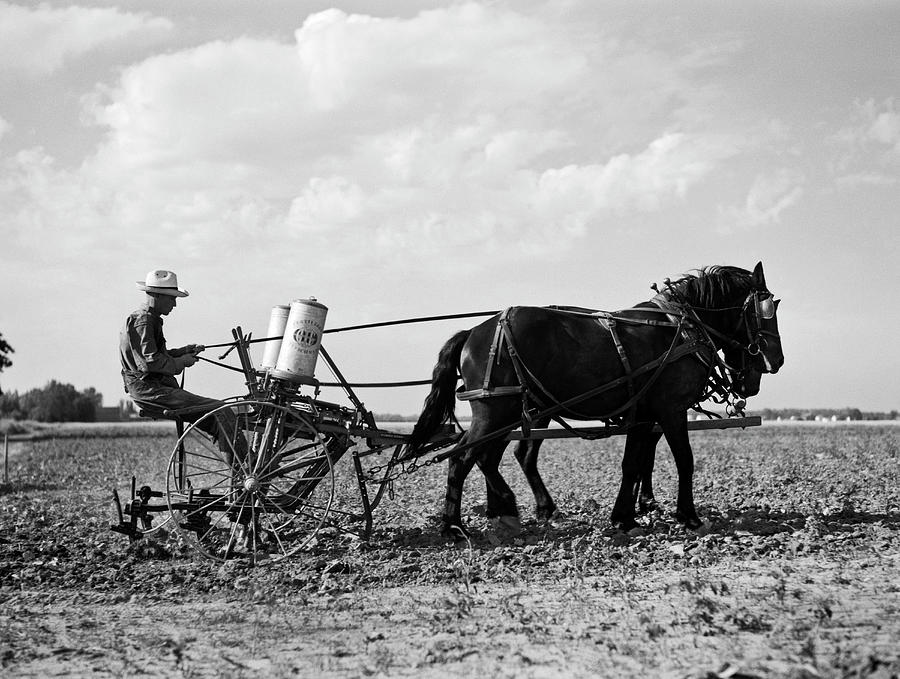 Farmer Fertilizing Corn Photograph by Underwood Archives   Arthur Rothstein