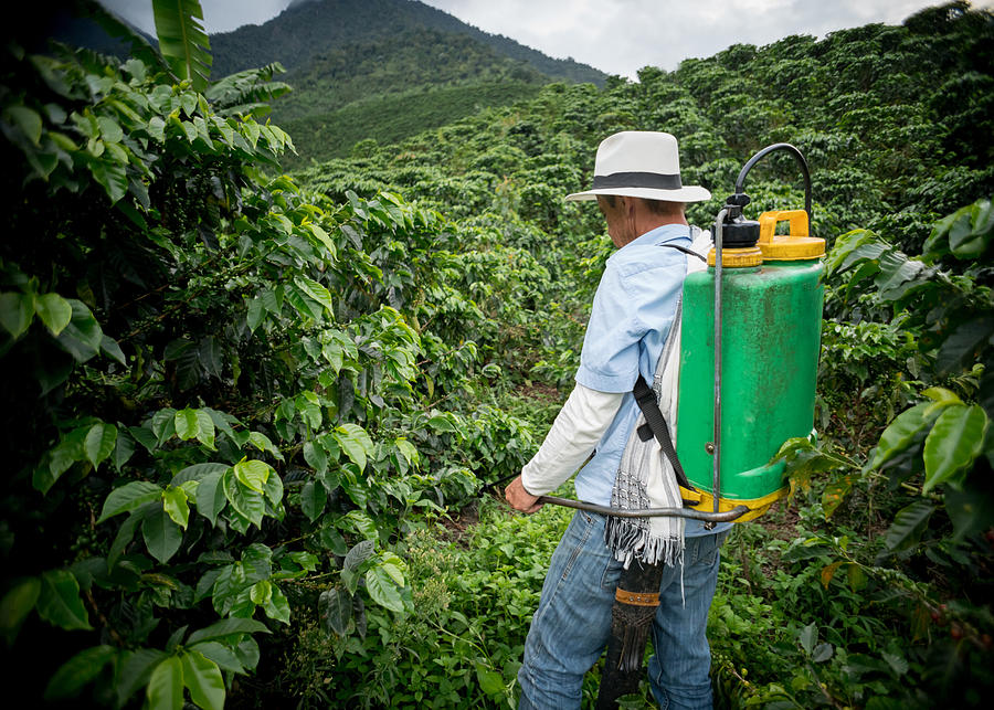 Farmer fumigating a coffee crop Photograph by Andresr